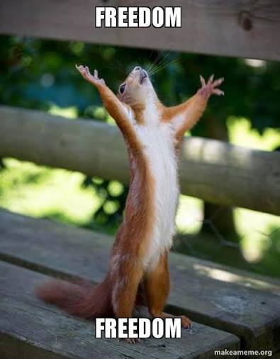 squirrel